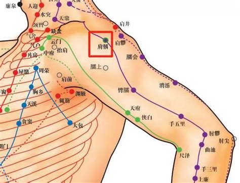 肩真穴|肩貞(肩貞穴):名稱釋義,功能作用,治法,定位,解剖,主治,操作,臨床運。